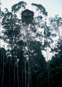 Papua Kombai – Tree people
